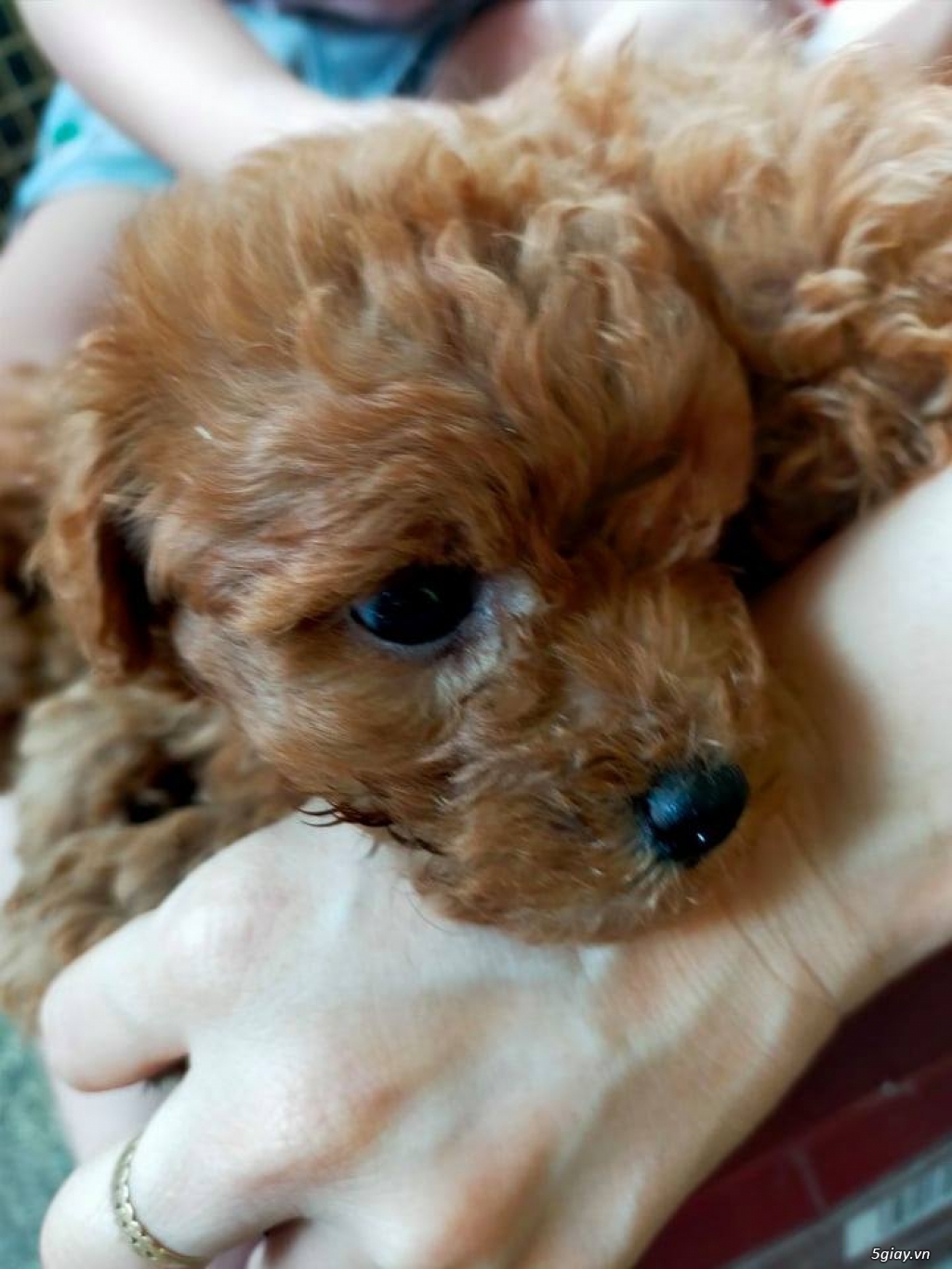 Poodle Nâu nhà  trồng , cần tìm sen ^^