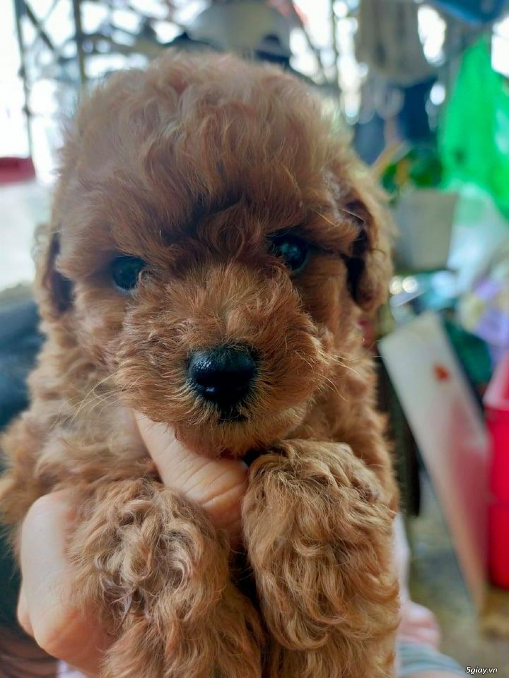 Poodle Nâu nhà  trồng , cần tìm sen ^^ - 1