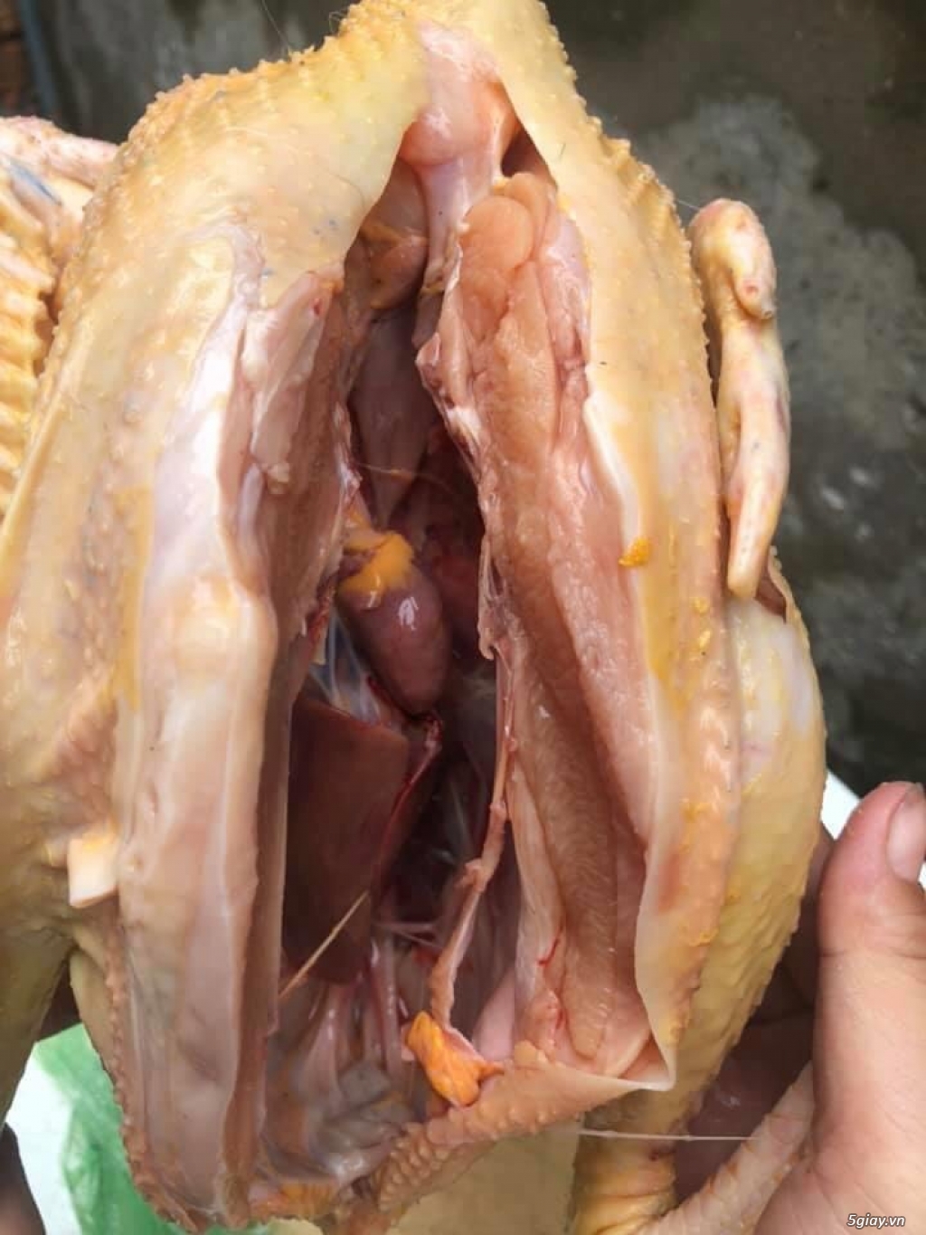 Gà tre làm sạch