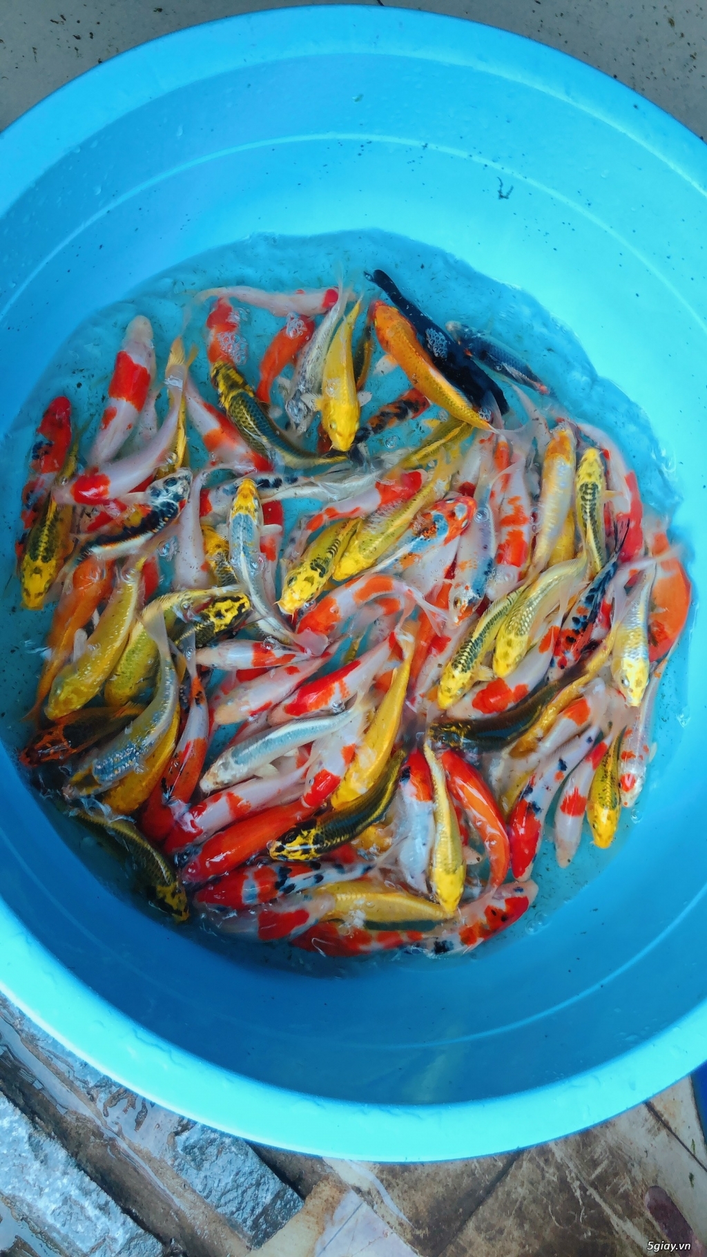 Cá Koi mini đủ màu sắc, cực đẹp, giá rẻ, size 10cm - 2
