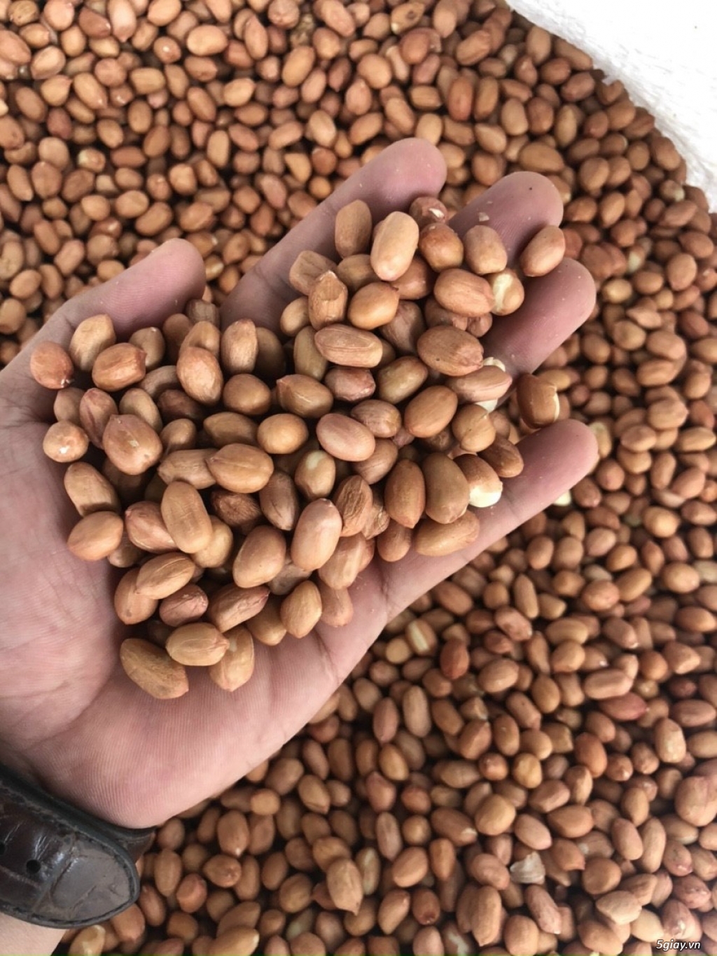 Kho phân phối các loại đậu giá sỉ - 2
