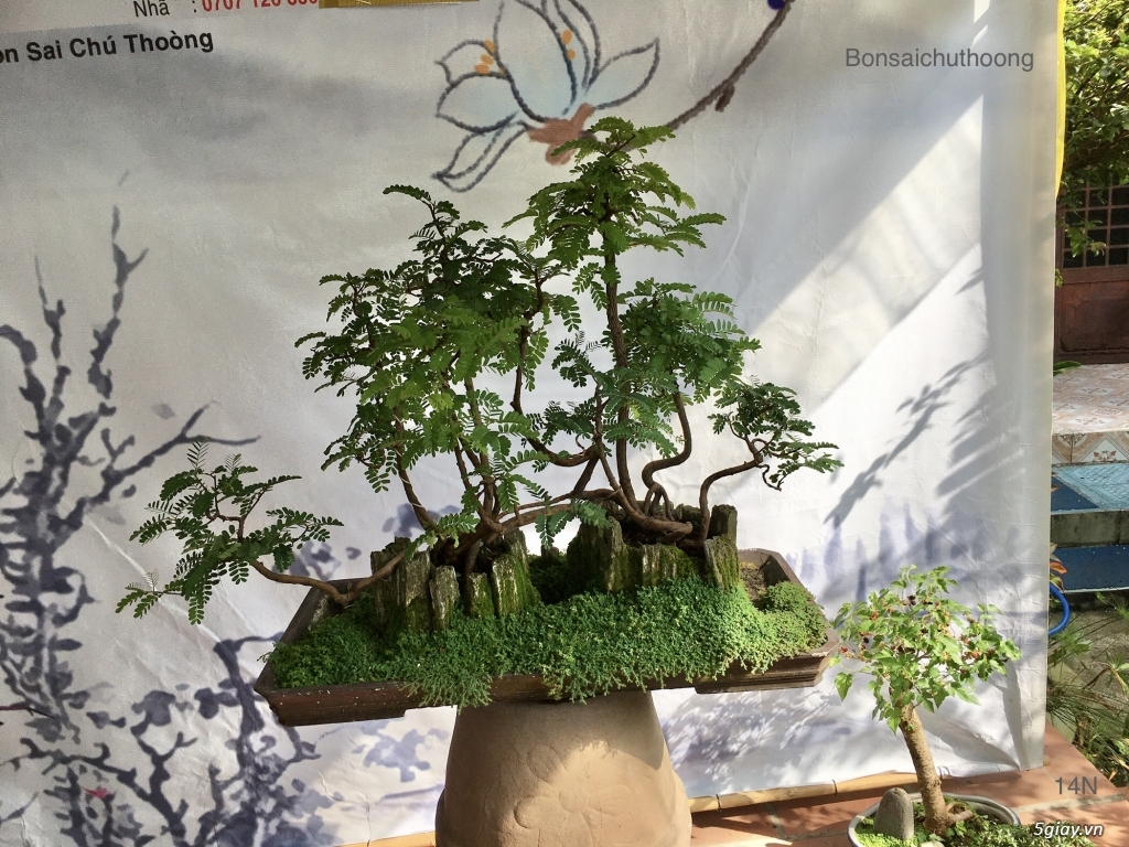 Tiểu cảnh Me giao lưu - 1