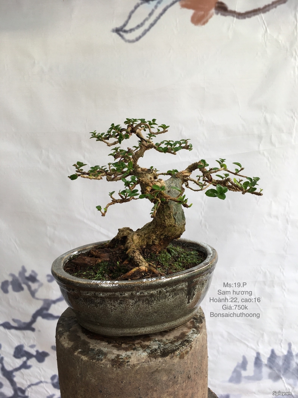 Bonsai để bàn dễ thương - 3