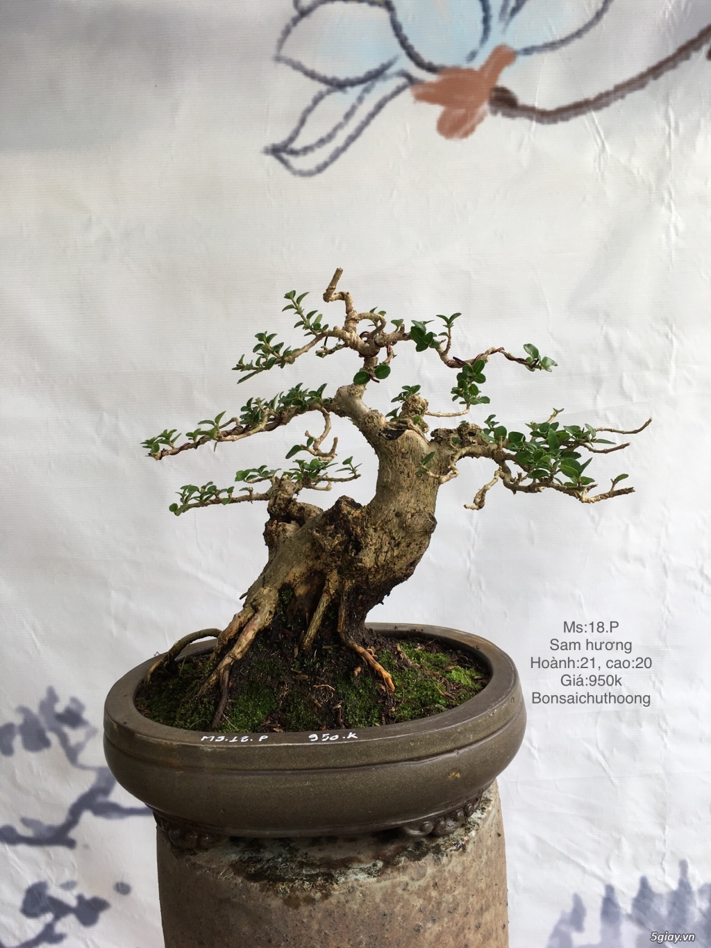 Bonsai để bàn dễ thương - 1