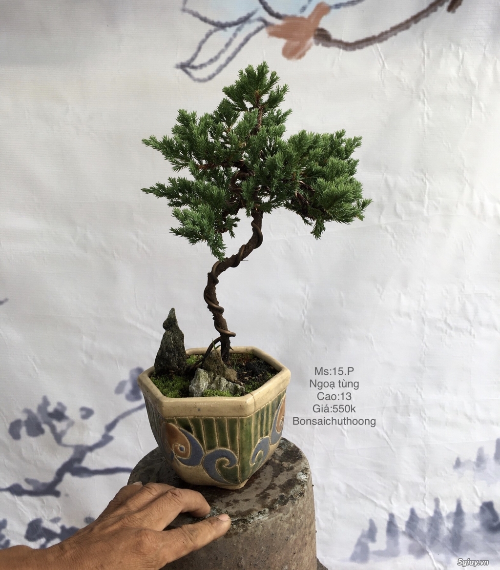 Bonsai để bàn dễ thương - 2
