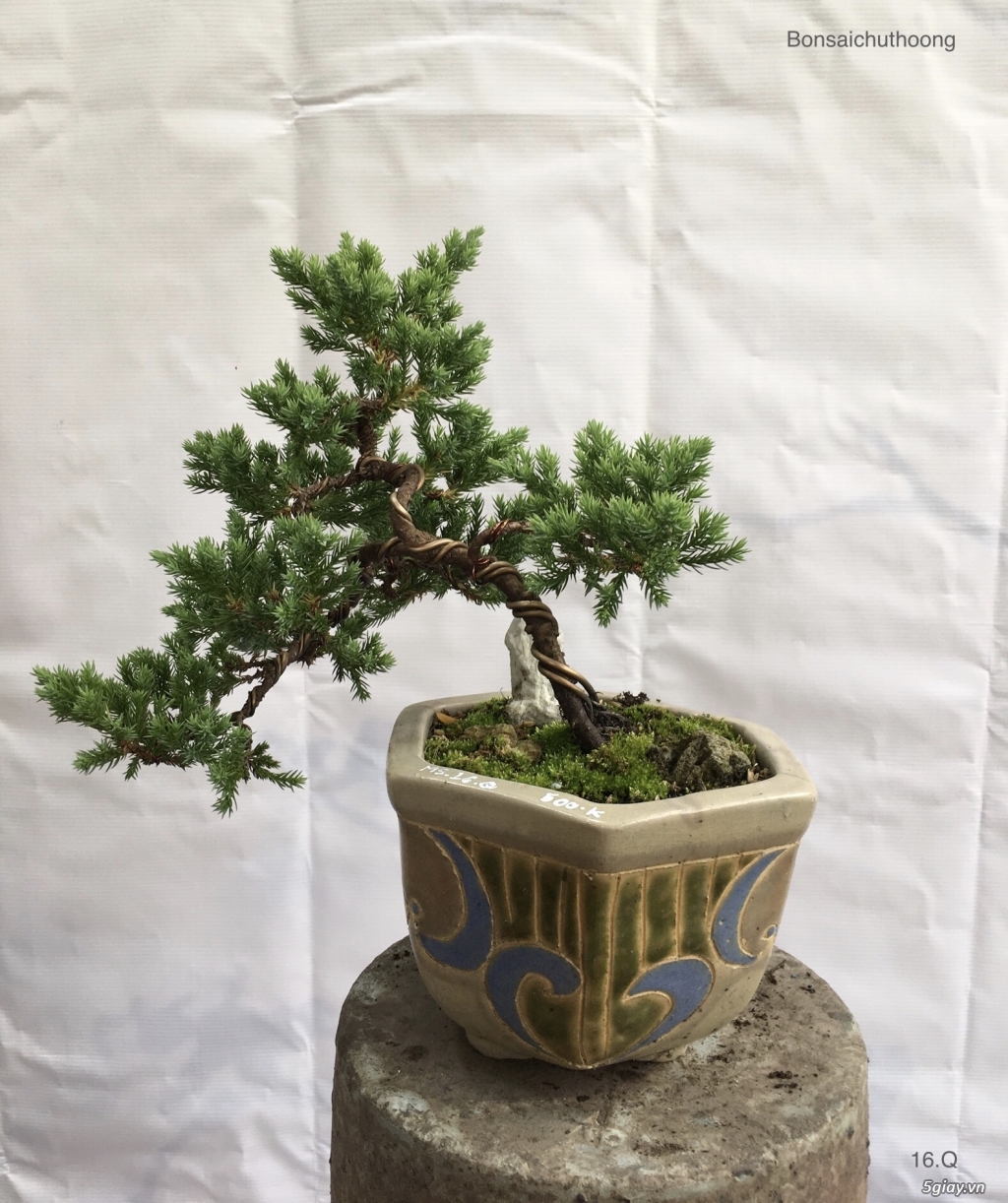 Bonsai phong cách đa dạng - 4