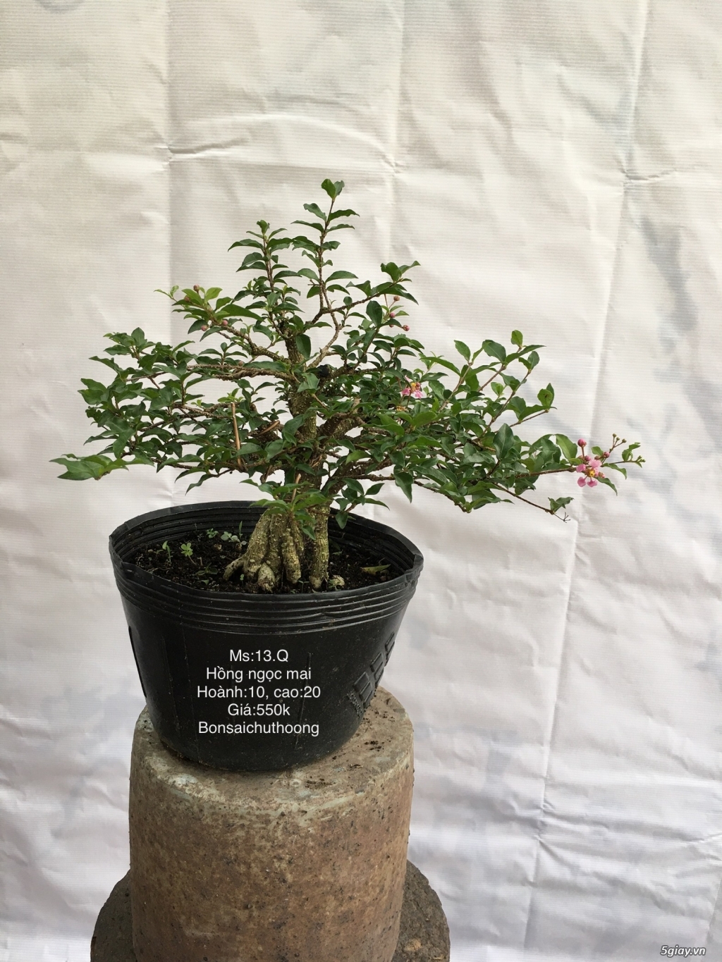 Bonsai phong cách đa dạng