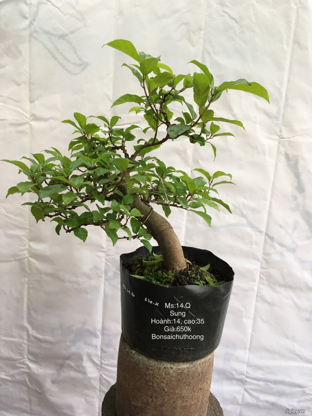 Bonsai phong cách đa dạng - 1