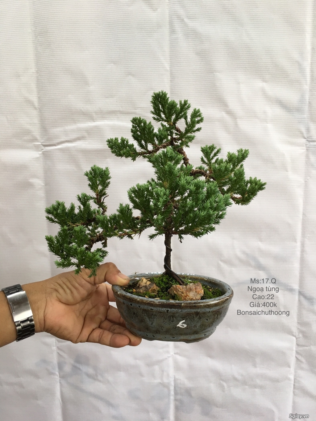 Bonsai phong cách đa dạng - 2