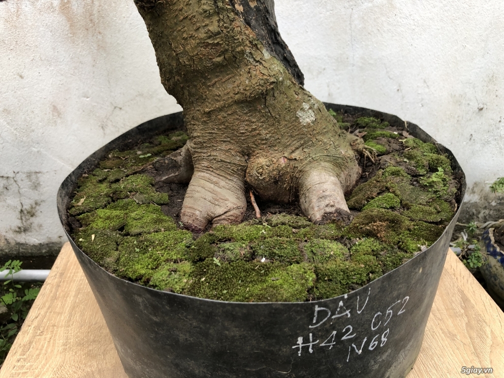 Giao lưu cây dâu siêu trái bonsai lũa - 1