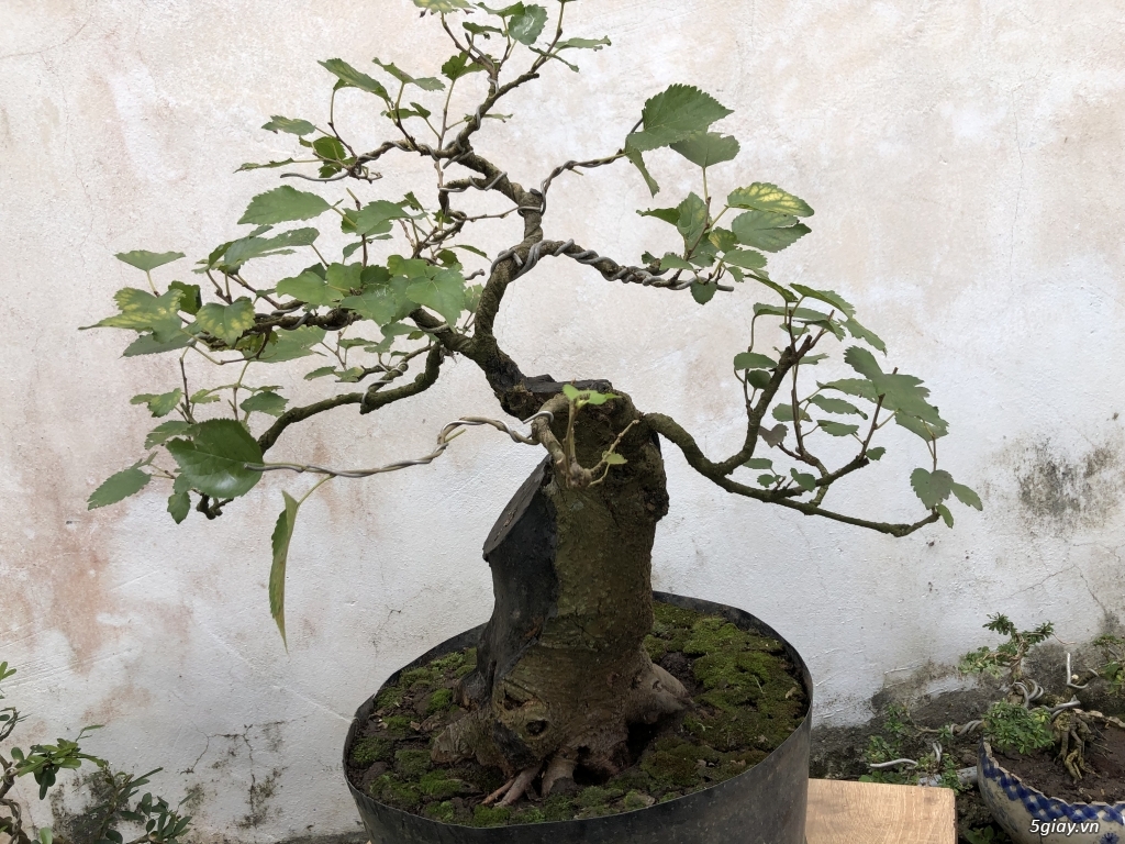 Giao lưu cây dâu siêu trái bonsai lũa - 3