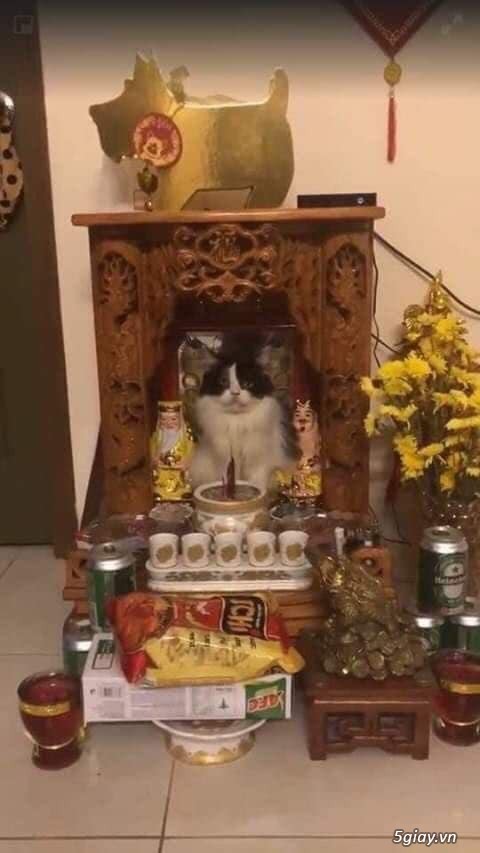 Hình hài hước... Nhiều thể loại vui nhôn - 1