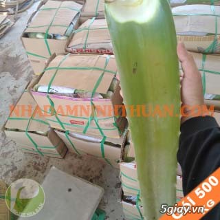 Lá Nha Đam Thái Hàng Chợ, Tuyển Chọn - Mr. Phi Nha Đam