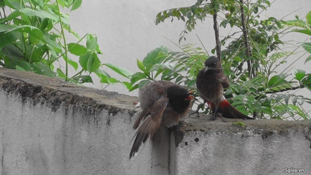 Hình hài hước... Nhiều thể loại vui nhôn - 2