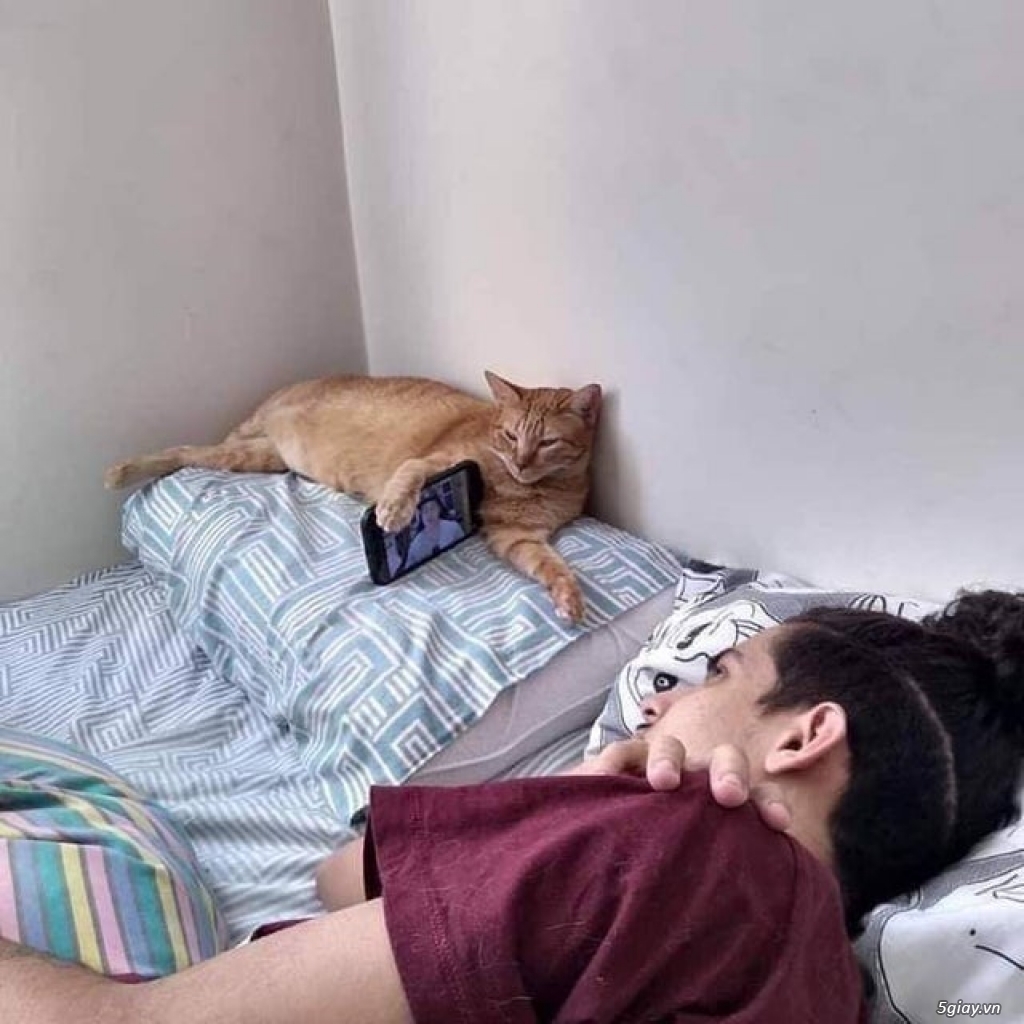 Hình hài hước... Nhiều thể loại vui nhôn - 2