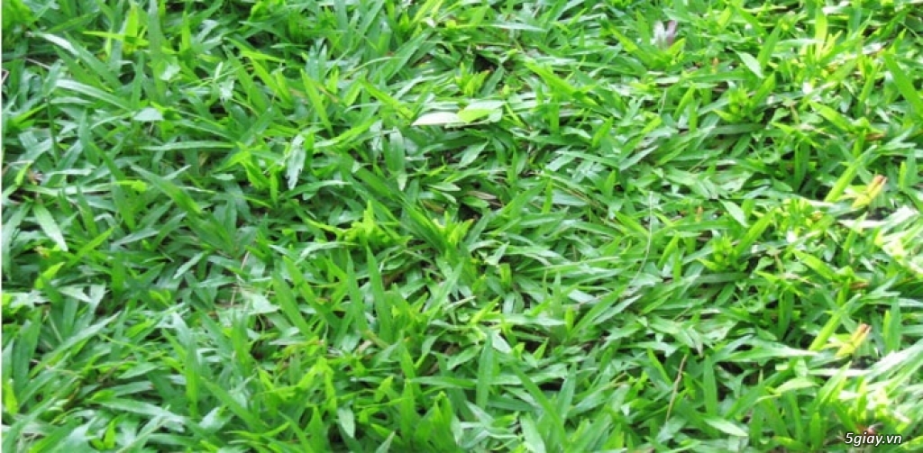 Dịch Vụ Thi Công Trồng Cỏ Sân Banh - 2