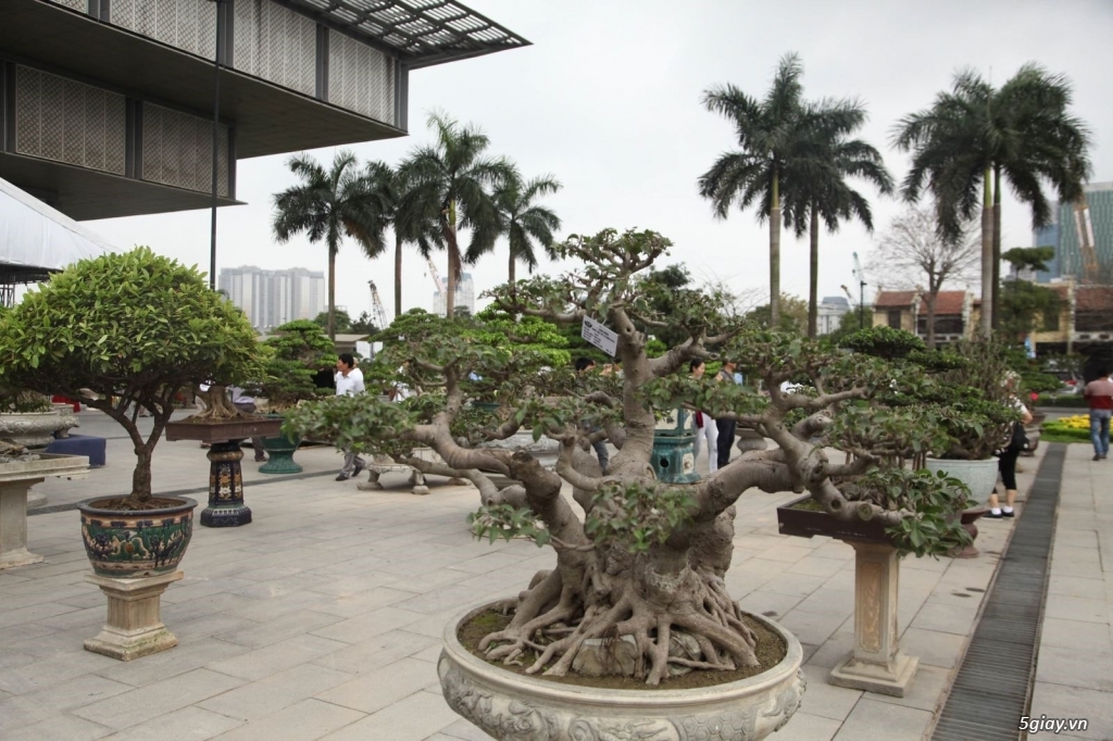 Công Ty Cây Xanh Giá Rẻ