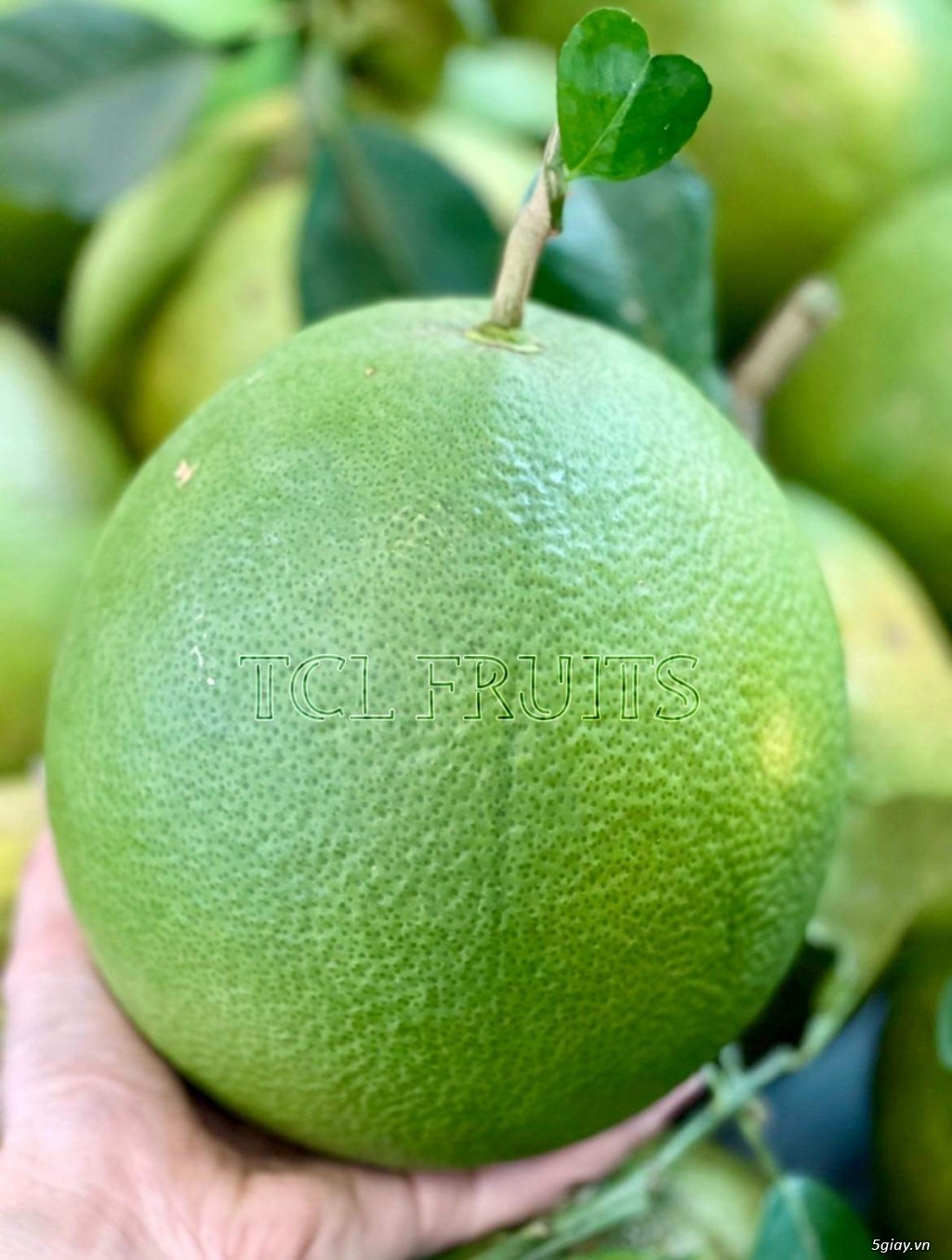 Bưởi da xanh Long Khánh - 1