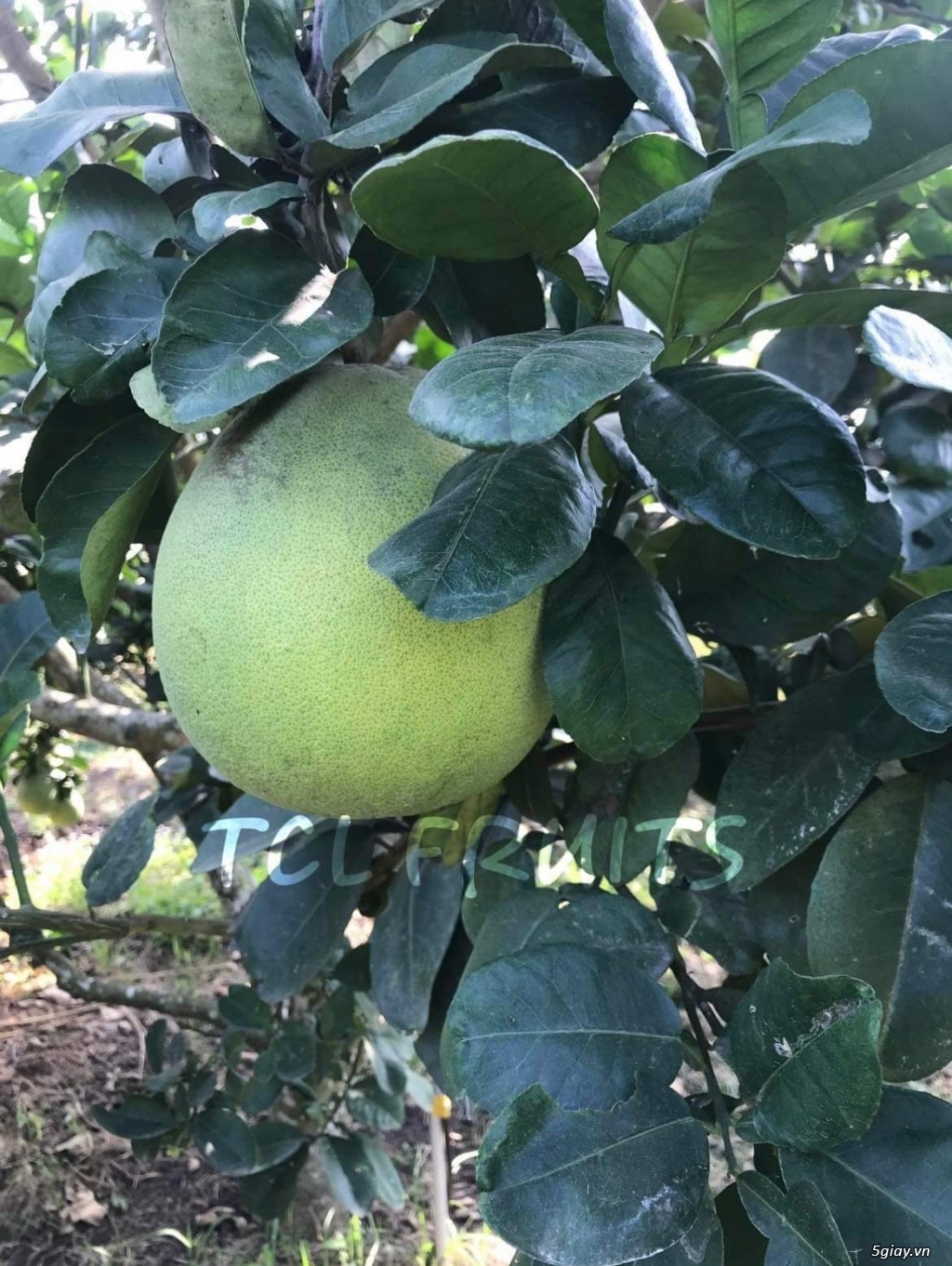 Bưởi da xanh Long Khánh - 3