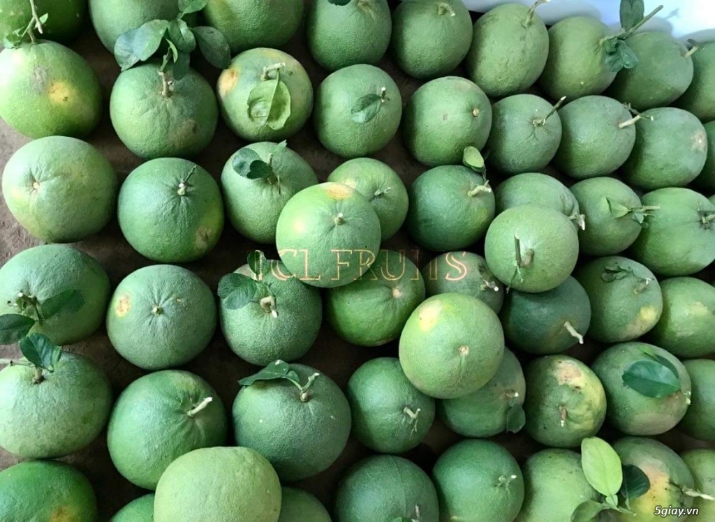 Bưởi da xanh Long Khánh