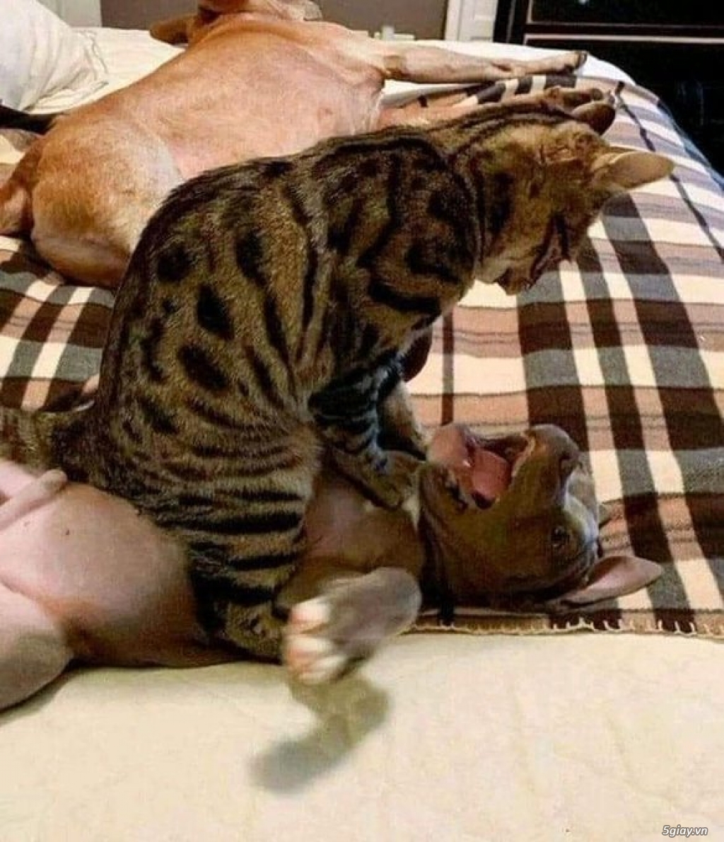 Hình hài hước... Nhiều thể loại vui nhôn