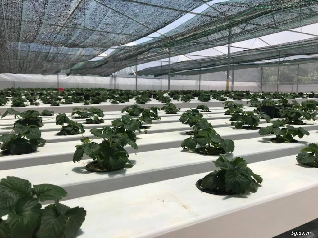 Phân bón / dinh dưỡng thủy canh trồng rau sạch GWALL