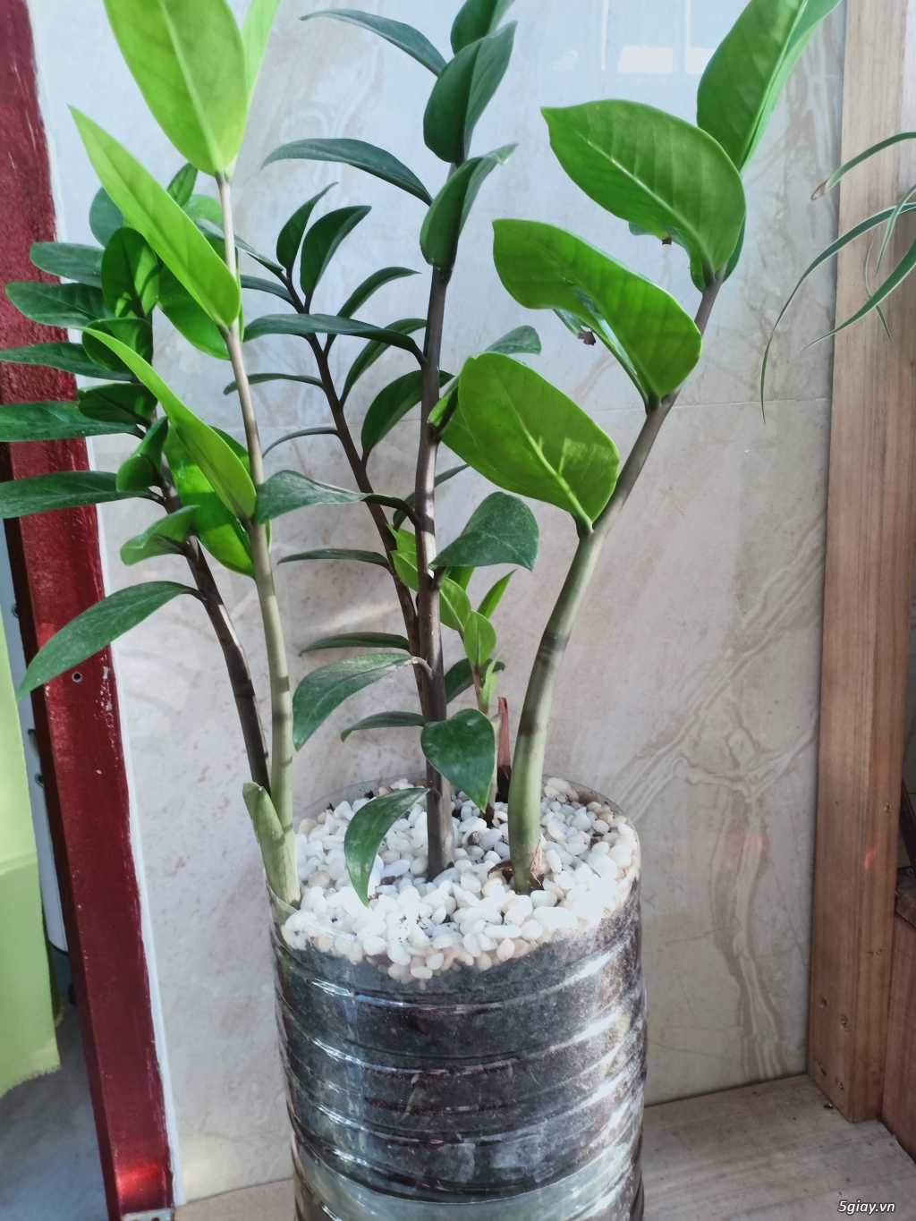 Cây Kiểng bon Sai - 2