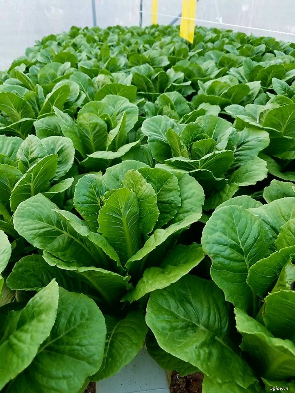 Phân bón / dinh dưỡng thủy canh trồng rau sạch GWALL - 8