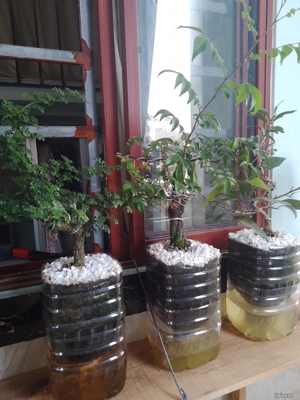 Cây kiểng bonsai mini
