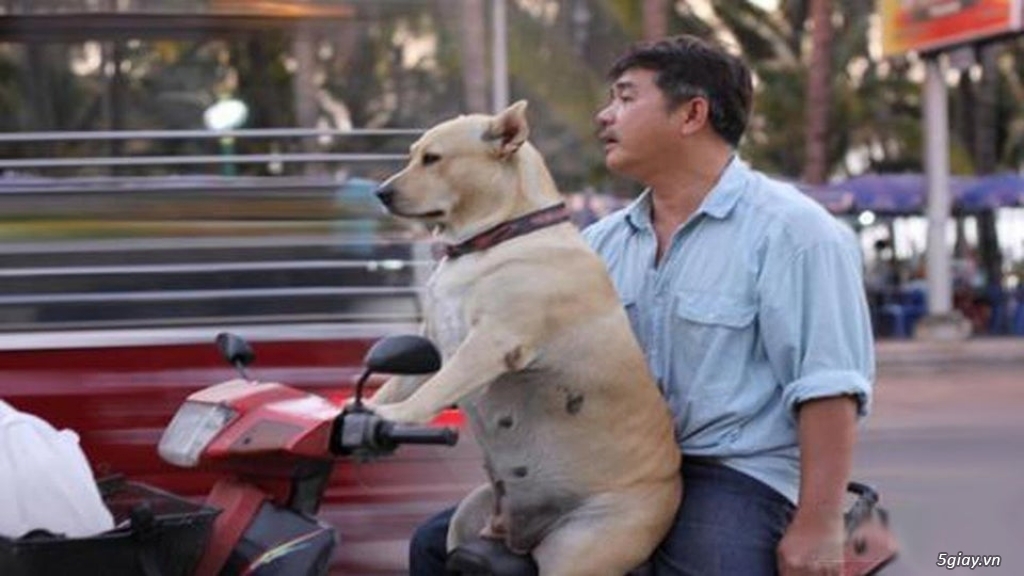 Hình hài hước... Nhiều thể loại vui nhôn