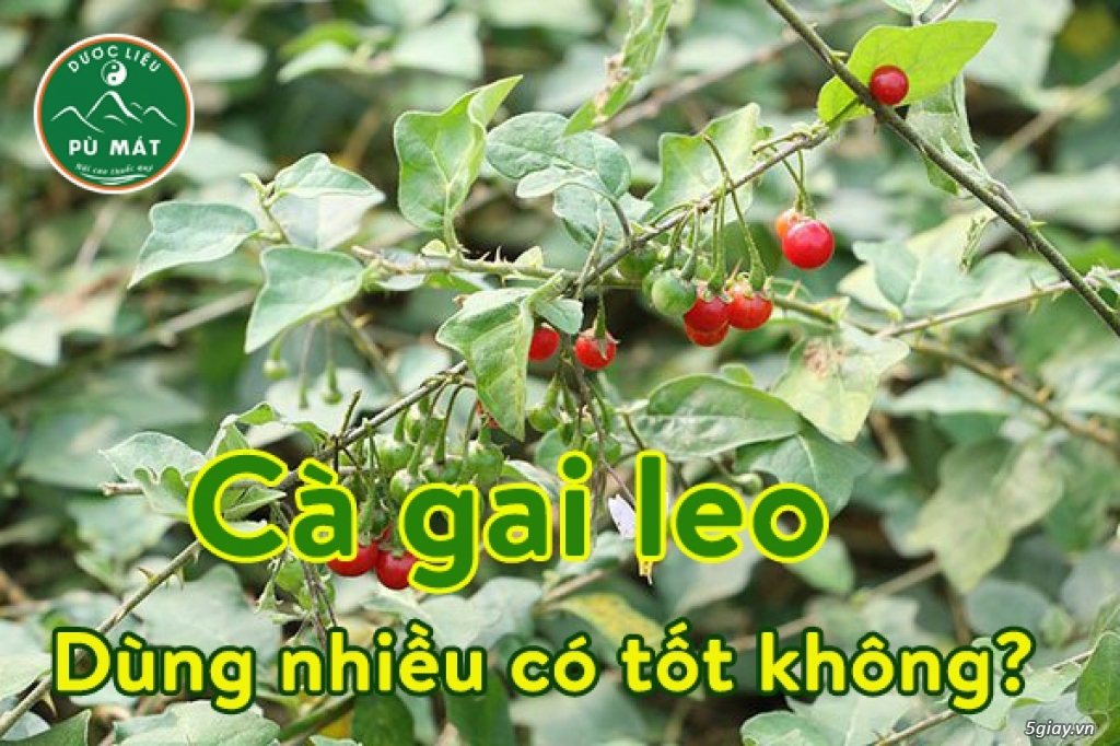 Công dụng của Cà Gai Leo - 4