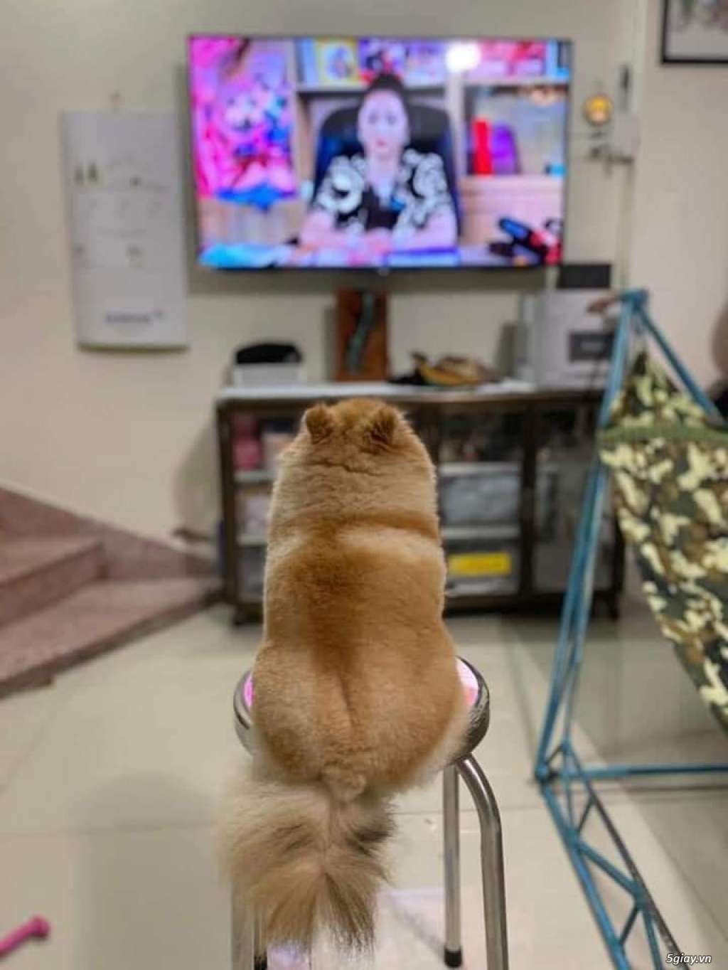 Hình hài hước... Nhiều thể loại vui nhôn - 4