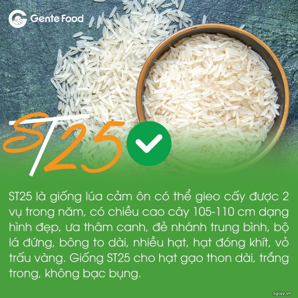 Gạo ngon ST25 Gente Food túi 10kg thượng hạng cơm thơm, mềm, dẻo dai. - 2