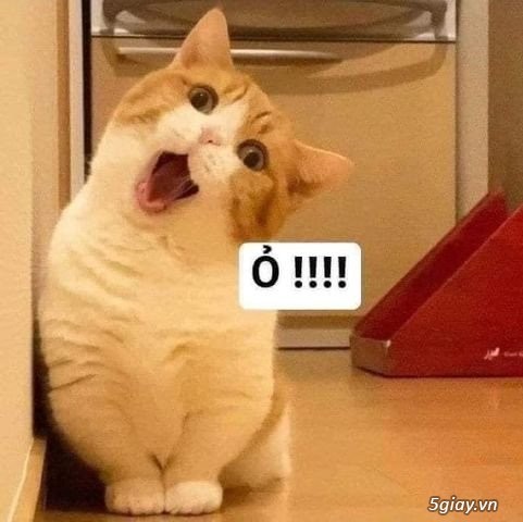 Hình hài hước... Nhiều thể loại vui nhôn