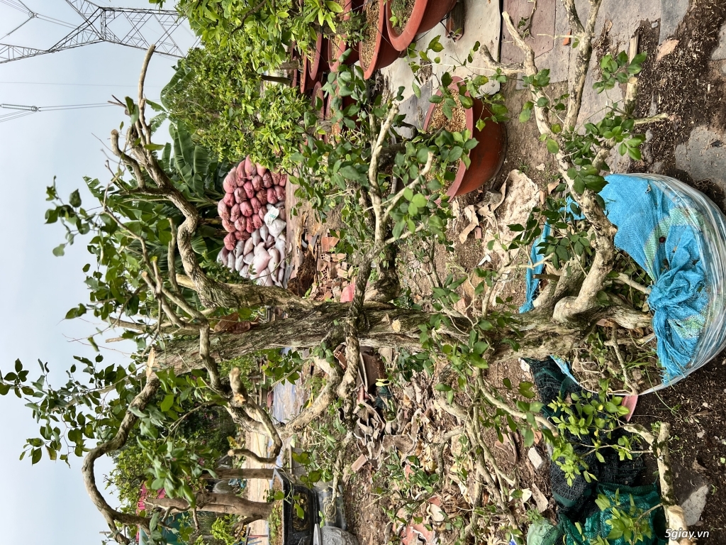 Bán phôi nguyệt quế