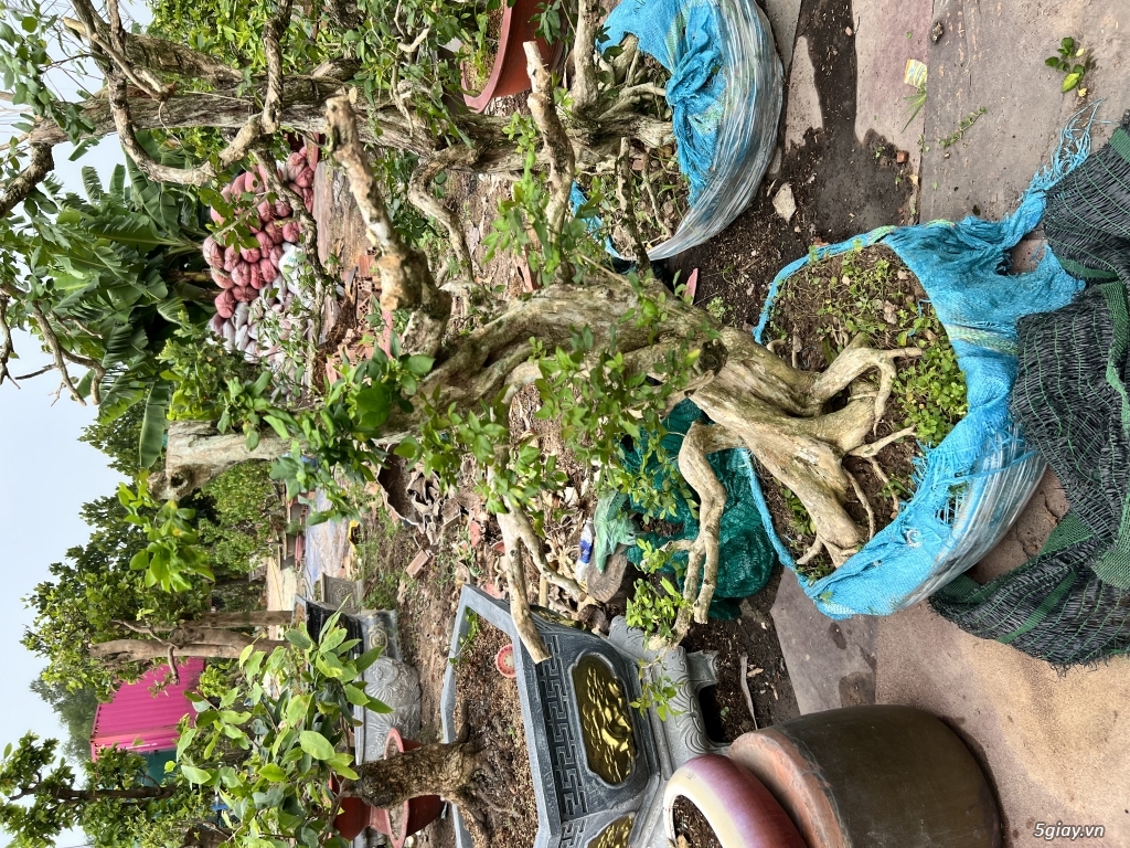 Bán phôi nguyệt quế - 3