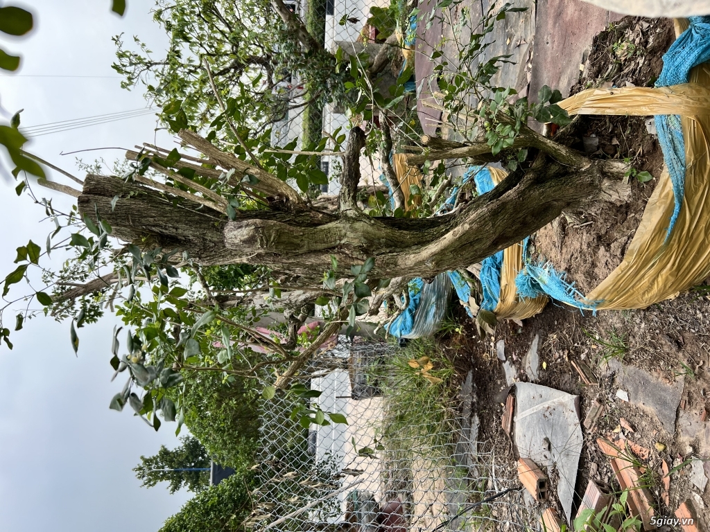 Bán phôi nguyệt quế - 4