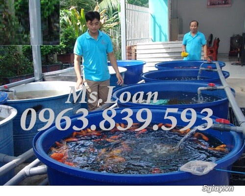 Thùng nhựa tròn 1000lit làm bể nuôi cá Koi./ 0963.839.593 Ms.Loan - 2