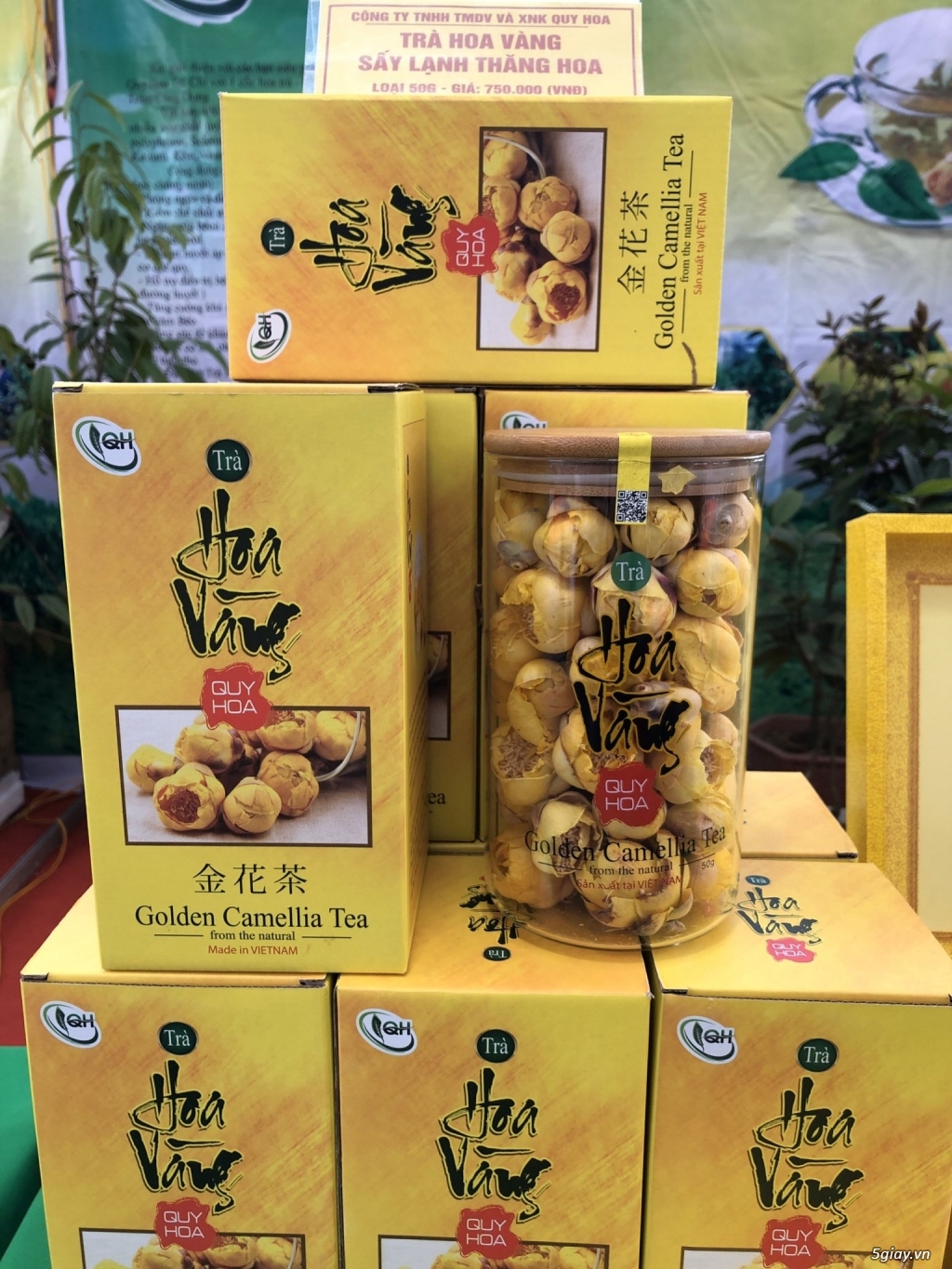 Trà hoa vàng Quy Hoa Hải Hà Quảng Ninh - 1