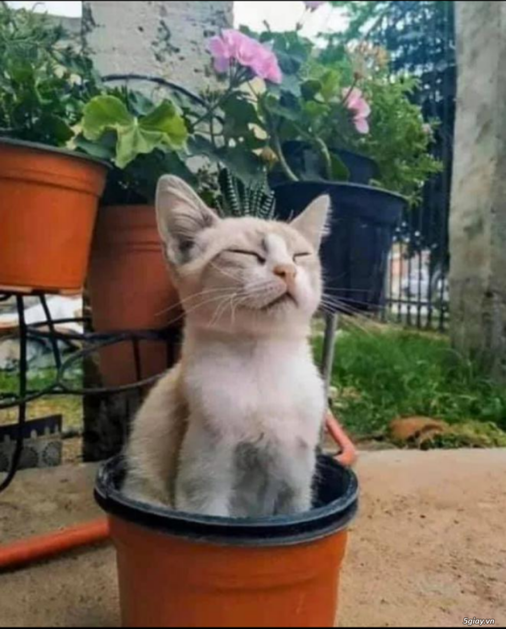Hình hài hước... Nhiều thể loại vui nhôn - 2