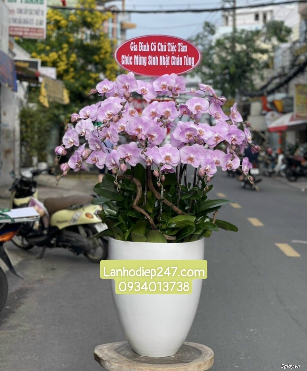 Shop hoa tươi lan hồ điệp tại quận 1 tphcm Lanhodiep247.com - 13