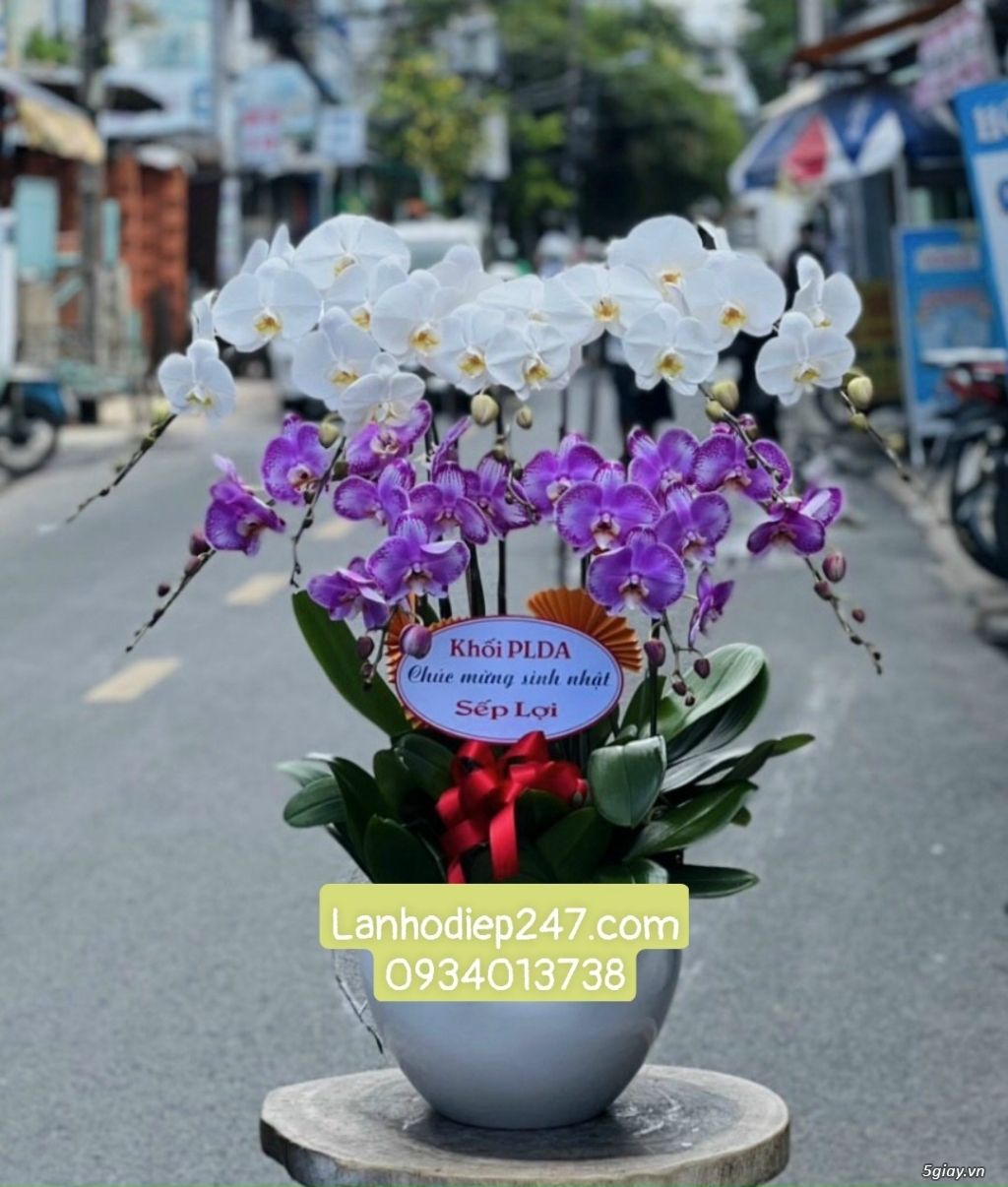 Shop hoa tươi Lan Hồ Điệp 247 tại Phú Nhuận 0934013738 - 12