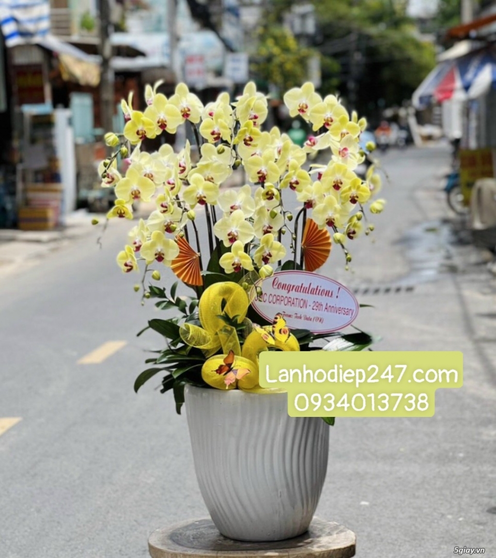 Shop hoa tươi Lan Hồ Điệp 247 tại Quy Nhơn 0934013738 - 10