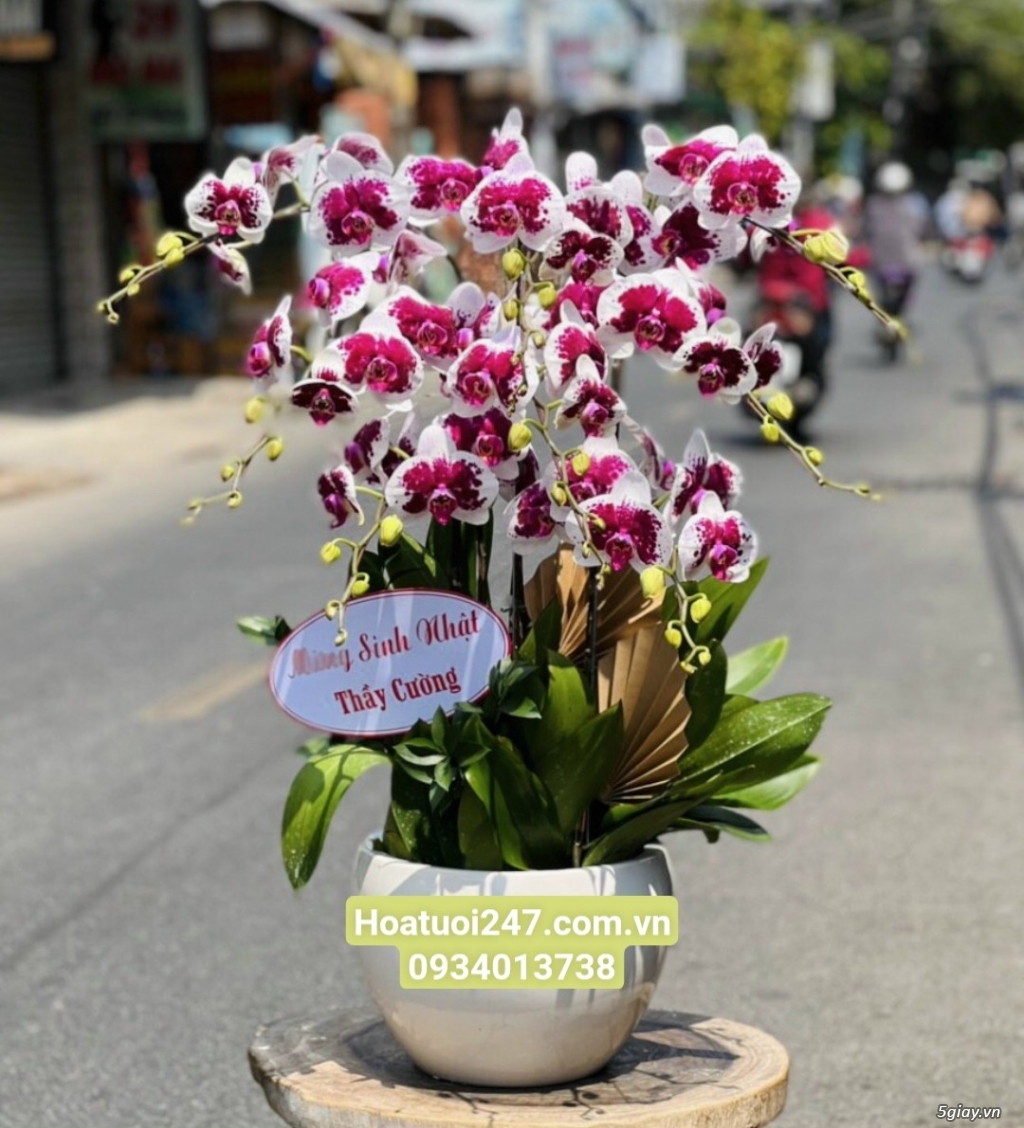 Shop hoa tươi lan hồ điệp tại Biên Hòa Đồng Nai 0934013738 - 1