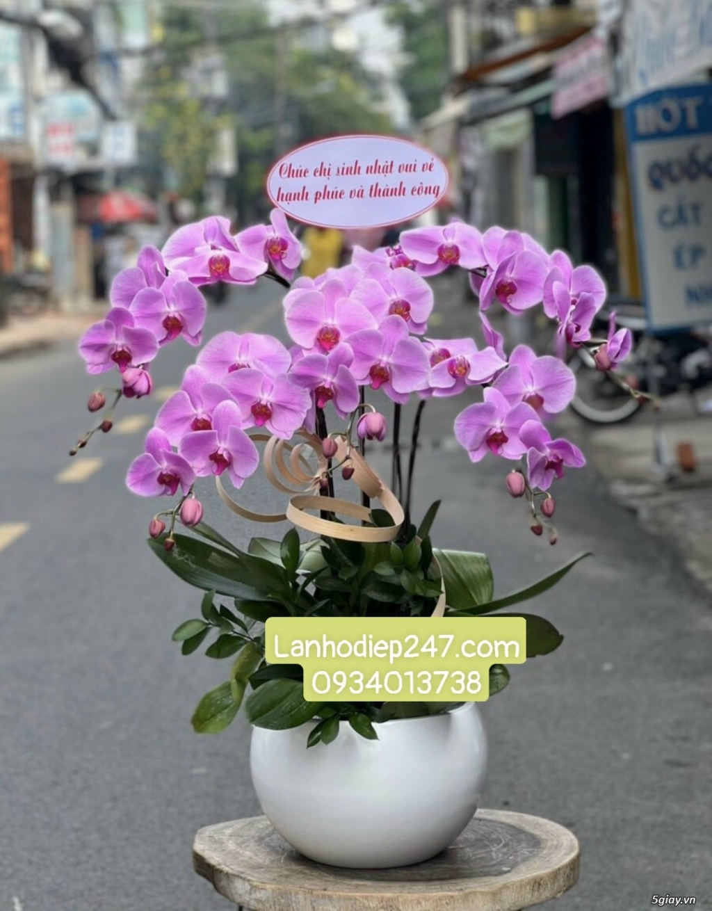 Shop hoa tươi lan hồ điệp 247 tại Thủ Dầu Một Bình Dương 0934013738 - 11