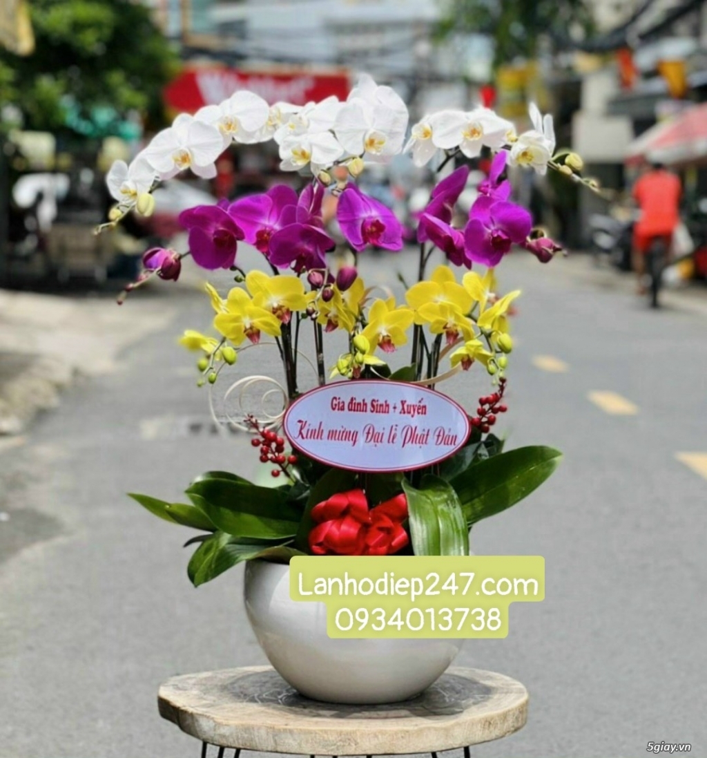 Shop hoa tươi lan hồ điệp 247 tại Thủ Dầu Một Bình Dương 0934013738 - 10
