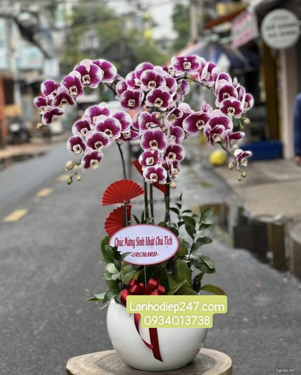 Shop hoa tươi 247 chuyên cung cấp lan hồ điệp tại tphcm 0934013738 - 2
