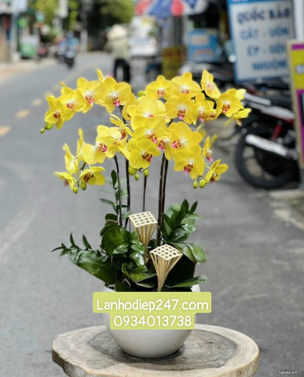 Shop hoa tươi Lan Hồ Điệp 247 tại Phú Nhuận 0934013738 - 13