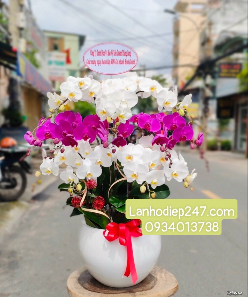 Shop Hoa Lan 247 Sài Gòn cung cấp lan hồ điệp chất lượng 0934013738 - 12
