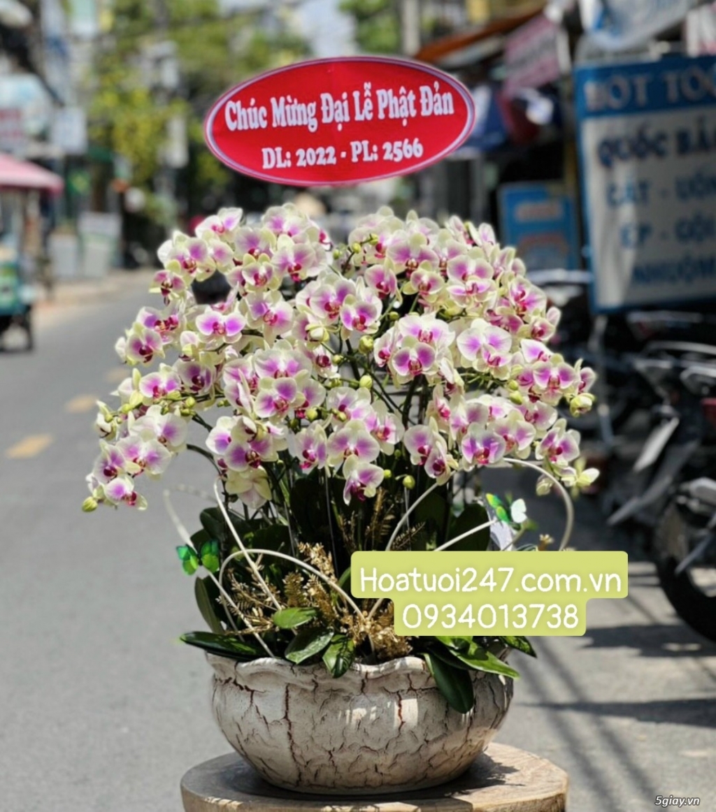 Shop hoa tươi lan hồ điệp 247 tại Thủ Dầu Một Bình Dương 0934013738 - 14
